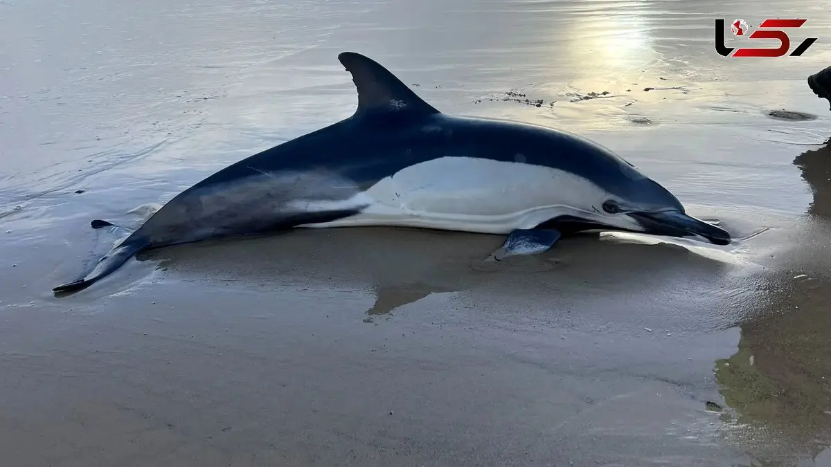 حقیقت تلخ در دنیای حیوانات: دلفین‌ ها گرفتار آلزایمر می‌ شوند!