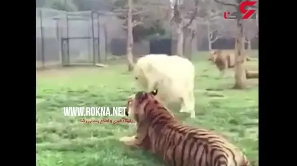 حمله ببر غول پیکر به سلطان جنگل+فیلم