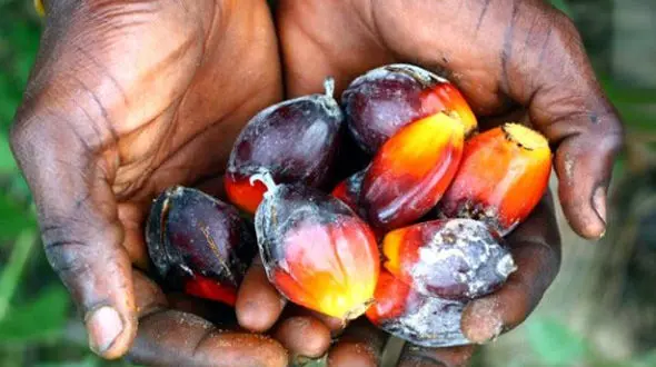 ماهانه 30 هزار تن روغن پالم در کشور مصرف می شود
