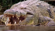 این تمساح ترسناک ۳۰۰ نفر را خورده است! / هر روز یک نفر ناپدید می شد ! + عکس های شوک آور