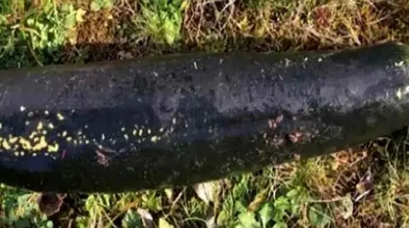 شیئی عجیب در خانه پیرمرد 81 ساله بمب نبود، بادمجان غول پیکر بود!