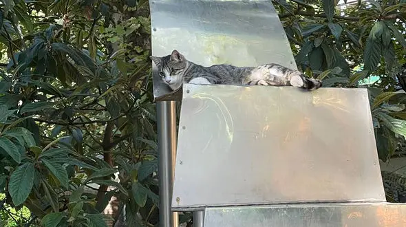 فال روزانه شخصی / 13 شهریور ماه + فیلم