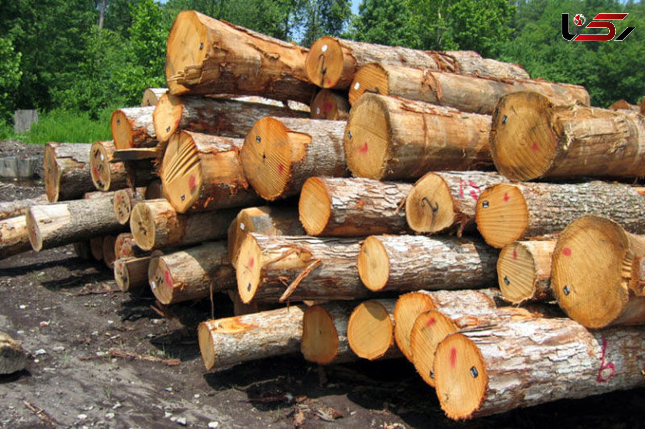 کشف 8 تن چوب قاچاق دپو شده در آستانه‌اشرفیه 
