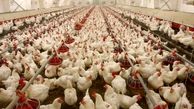 صادرات مرغ به قطر به زودی آغاز می‌شود