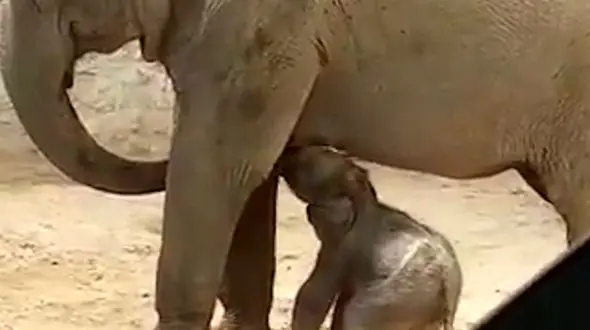 فیلم تولد اولین فیل در ایران