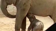 فیلم تولد اولین فیل در ایران
