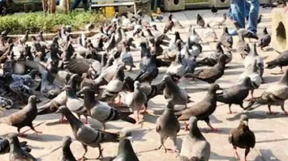 زندان، مجازات غذا دادن به کبوترها در تایلند! 