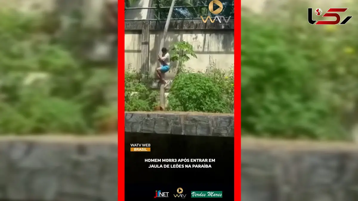 فیلم حادثه خونین در پارک بیکا / حمله شیر به مرد