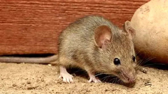 وجود موش‌ها در چرخه اکوسیستم لازم است/ موجودات مفیدی که نمی توان آنها را عقیم کرد! 