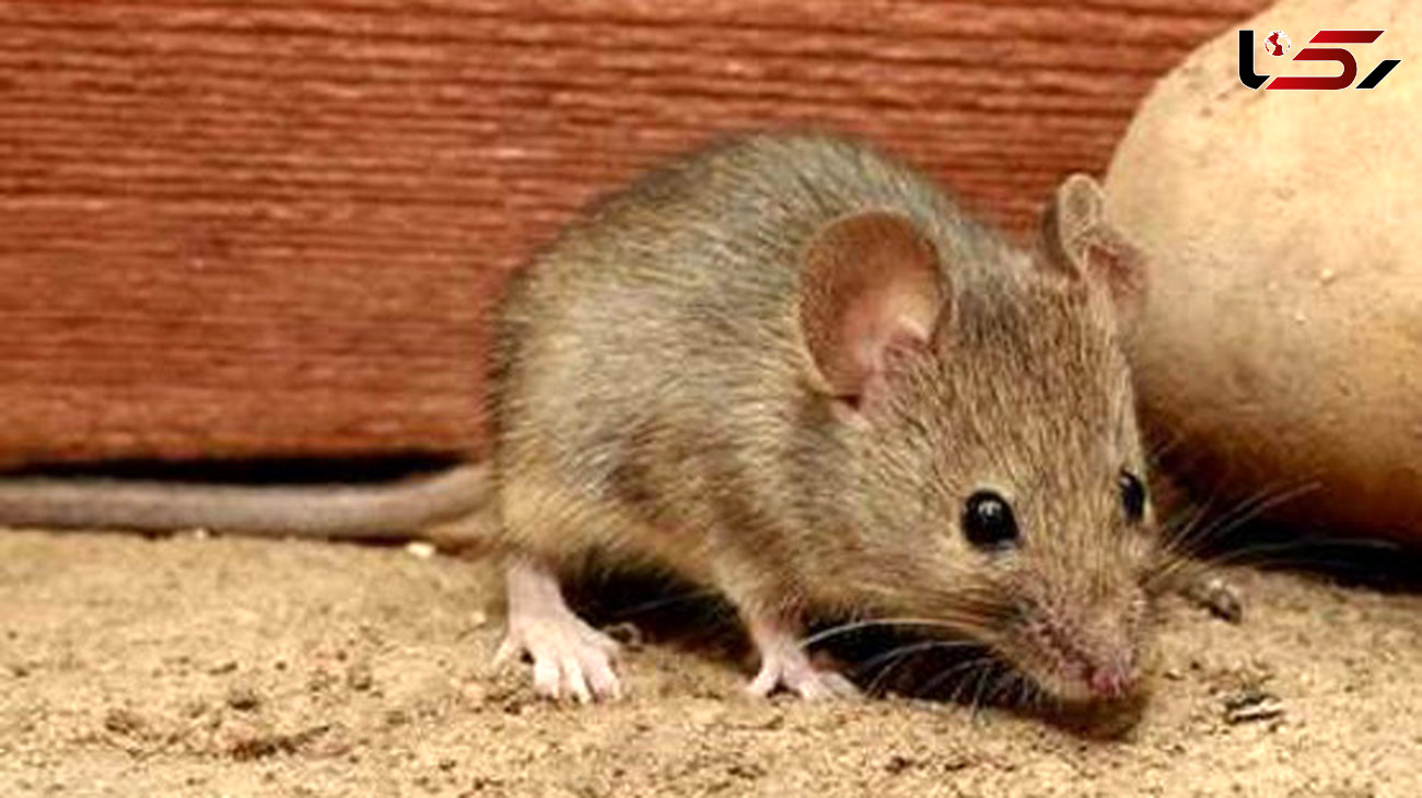 وجود موش‌ها در چرخه اکوسیستم لازم است/ موجودات مفیدی که نمی توان آنها را عقیم کرد! 