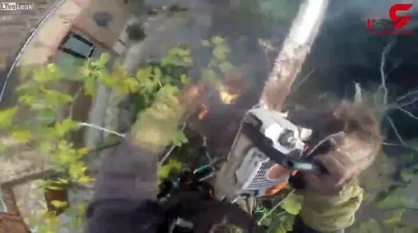 انتقام درخت نخل حین قطع شدن با اره برقی + فیلم 