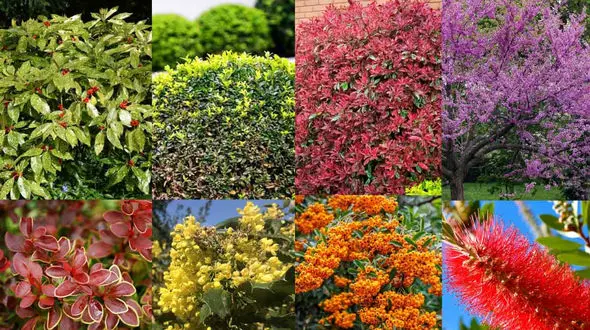 12 می روز جهانی سلامت گیاهان / اهمیت سلامت گیاهان