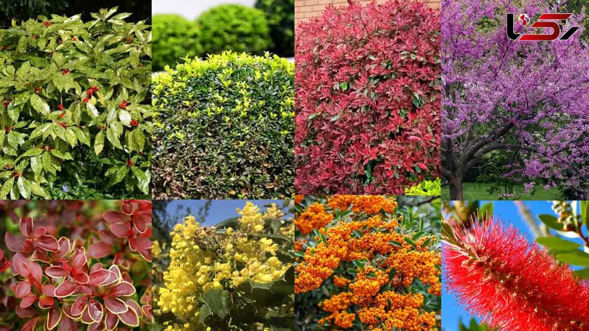 12 می روز جهانی سلامت گیاهان / اهمیت سلامت گیاهان