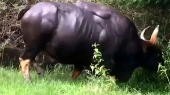 فیلم پرسه زدن گاو نر در جنگل را ببینید