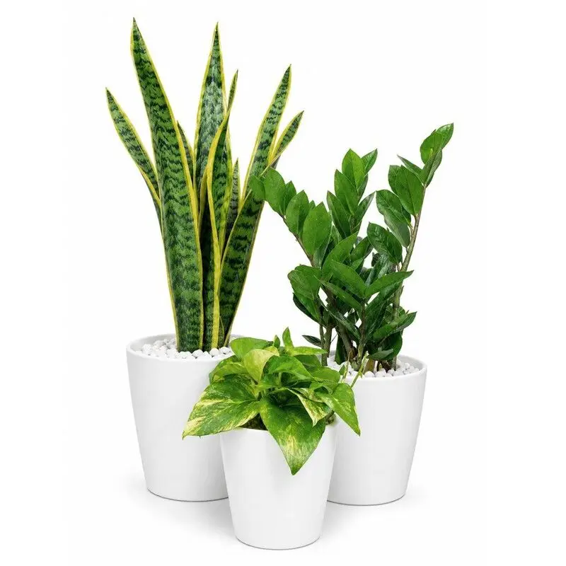 گیاهان تصفیه کننده هوا