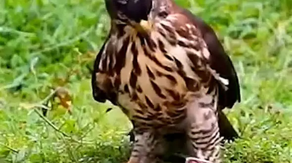 از گراز و توله هایش در خیابان تا شکار شدن مار توسط عقاب