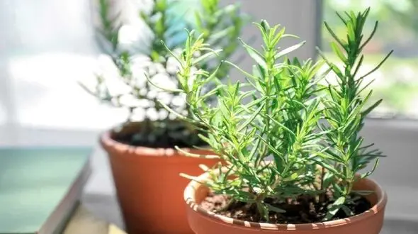 نحوه کاشت گیاه رزماری چگونه است؟ + همه خواص رزماری 