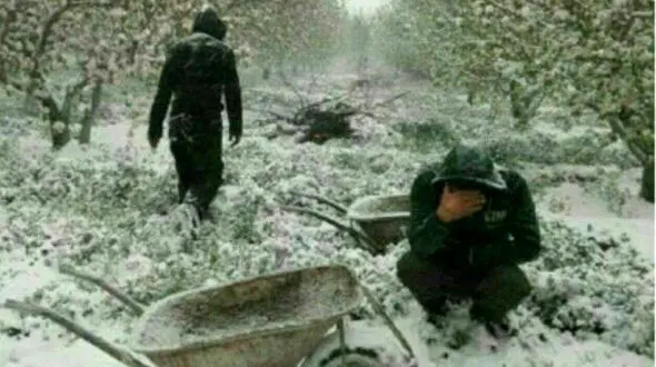 تلخ ترین صحنه از گریه های مردآذربایجانی در باغ پر از برف + عکس