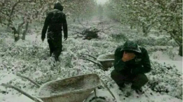 تلخ ترین صحنه از گریه های مردآذربایجانی در باغ پر از برف + عکس