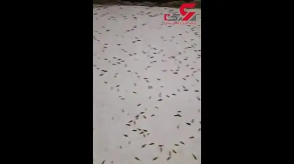 هجوم گسترده ی ملخ ها به شهرستان های ساوه و زرندیه+فیلم