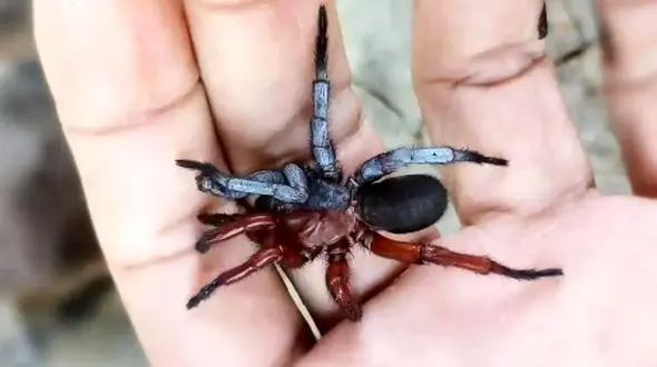 کشف عنکبوت دوگانه: هم نر، هم ماده؛ این عنکبوت بی‌ نظیر را بشناسید!