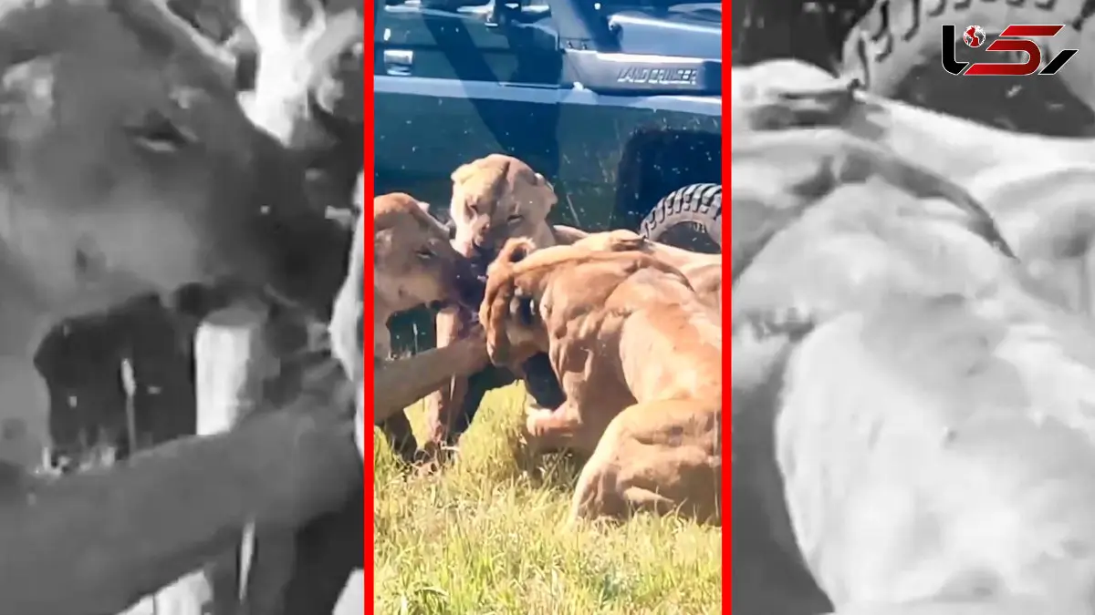 فیلم تکه تکه شدن گراز در حمله شیرها