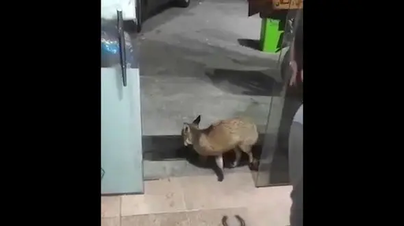 این روباه گرسنه نمی ماند + فیلم 