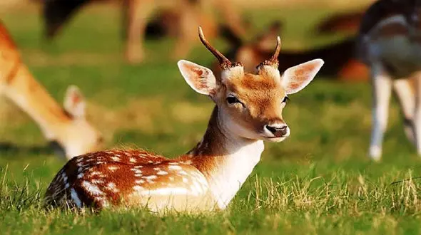 اقدام فداکارانه پلیس تویسرکان برای 2 بچه آهوی گرسنه