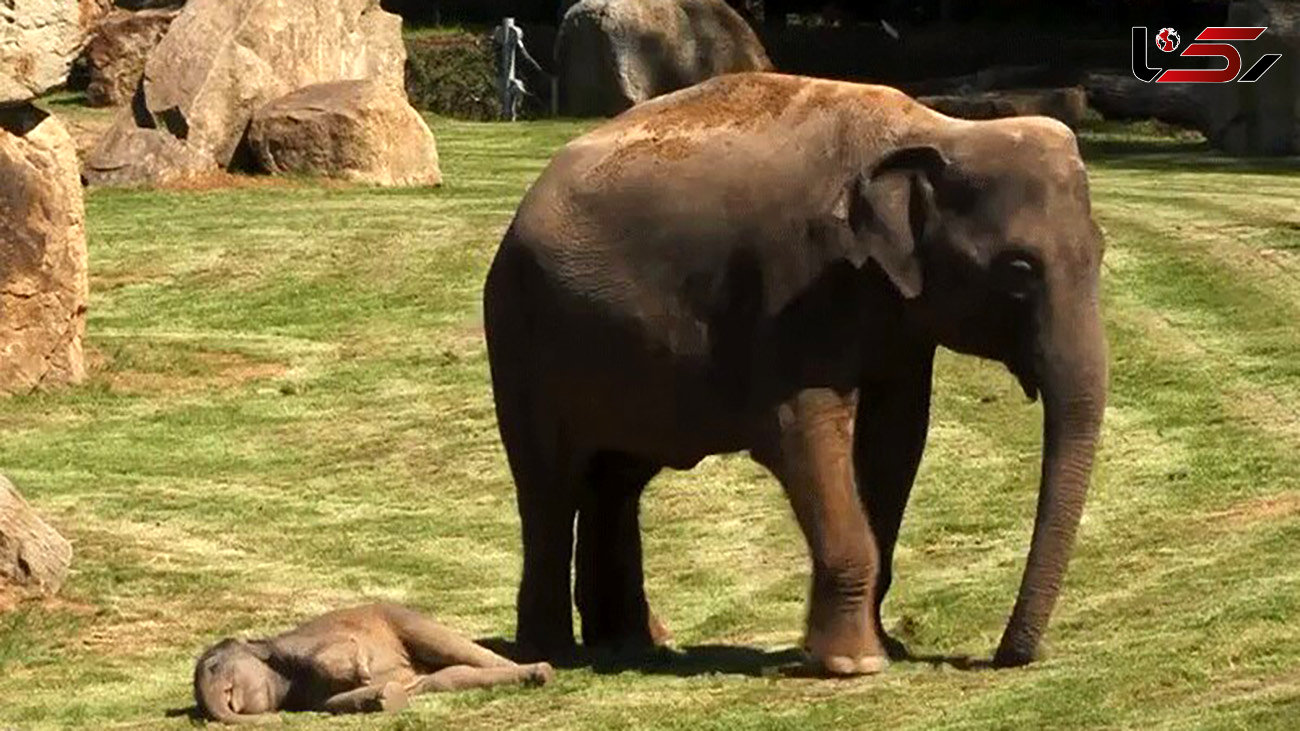ببینید | نحوه عجیب یک فیل برای نجات فرزندش