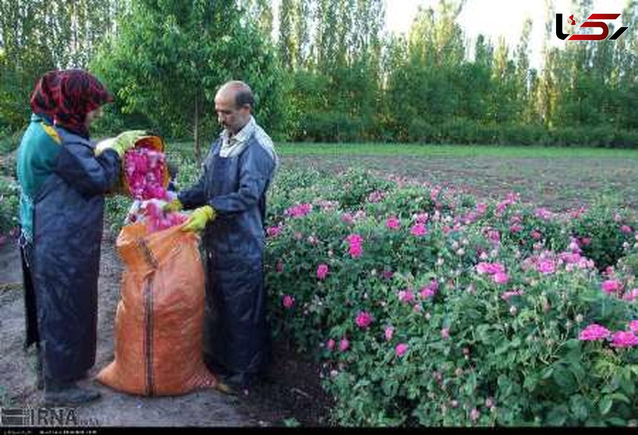 امسال 140 تن گل محمدی در خوی برداشت می شود