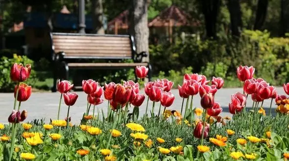 کاشت 40 هزار لاله در پارک شهر 
