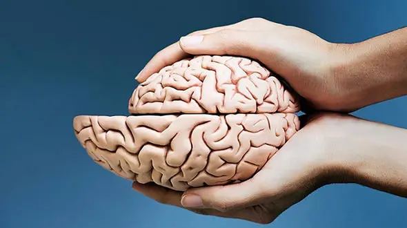 خطر آتروفی یا کوچک شدن مغز 