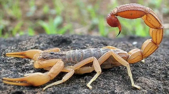 نجات یک زن از عقرب‌ گزیدگی در دزفول