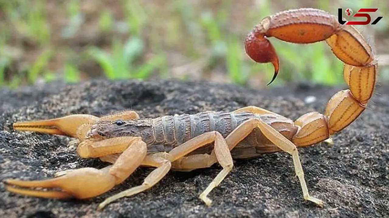 نجات یک زن از عقرب‌ گزیدگی در دزفول