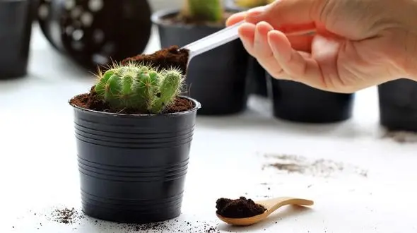 راهنمای خرید کود کاکتوس