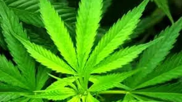 کشف محموله بزرگ ماری جوانا و بازداشت دو نفر