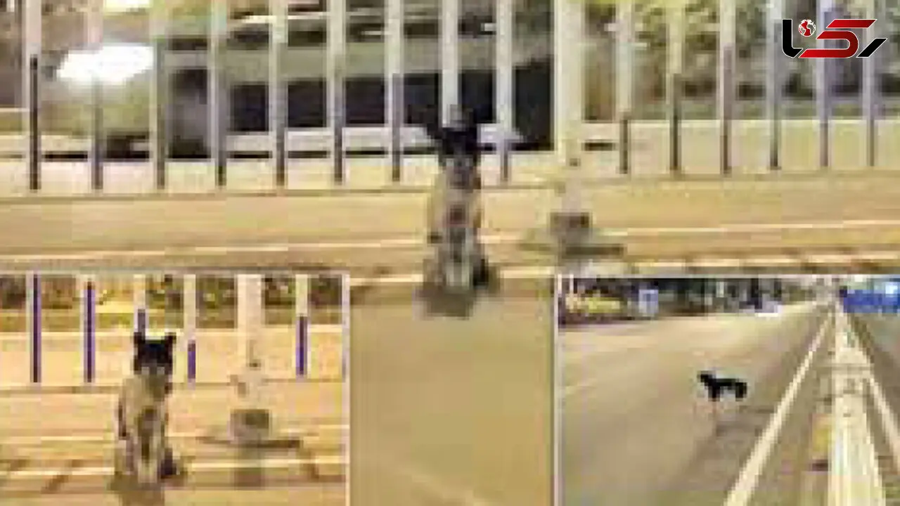 سگ وفادار در انتظار صاحب مرده در محل مرگ + عکس
