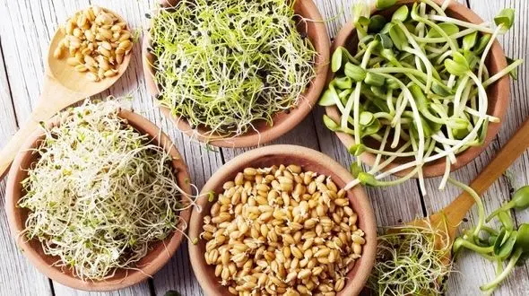 پیشگیری از سرطان کلیه با جوانه های گیاهی