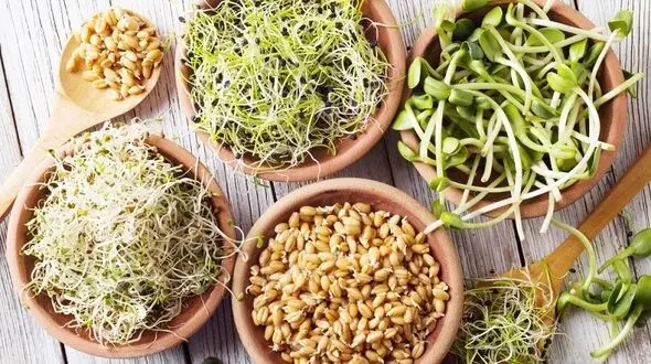 پیشگیری از سرطان کلیه با جوانه های گیاهی