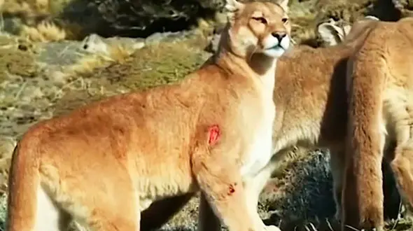حمله ناکام شیرهای کوهی برای شکار + فیلم