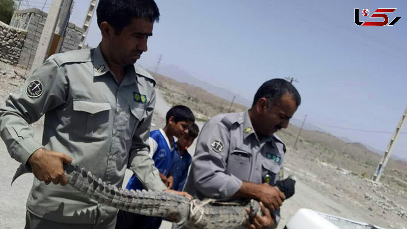 وحشت مردم سیستان و بلوچستان از تمساح سرگردان + عکس
