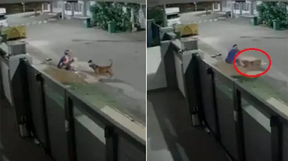 لحظه وحشتناک حمله سگ‌های ولگرد به زن جوان + فیلم