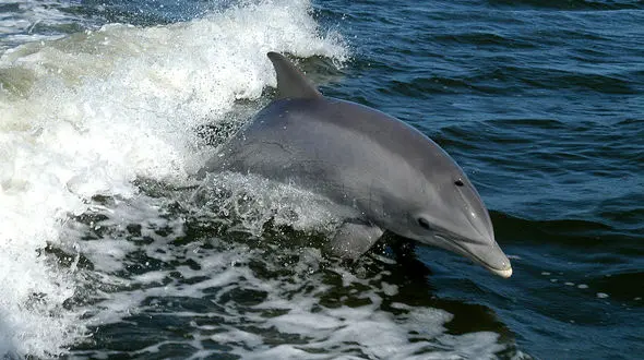 لحظه شگفت انگیز از هنرنمایی کوسه برای گردشگران
