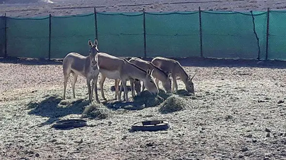 فرار گورخرها دروغ بود