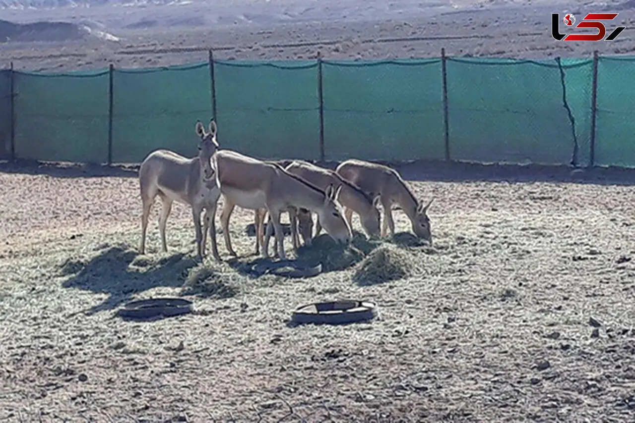 فرار گورخرها دروغ بود