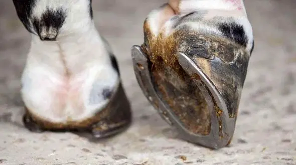 نعل اسب چگونه بازسازی و ترمیم می شود؟ / فیلم
