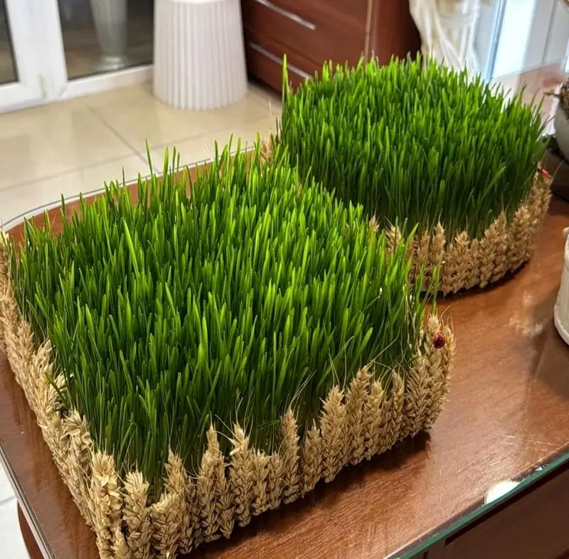 مدل سبزه عید ۱۴۰۵ | بهترین ایده های خلاقانه ساده و جذاب مدل سبزه عید ۱۴۰۵ مخصوص عروس هایی که میخوان سفره هفت سین شیکی داشته باشن!