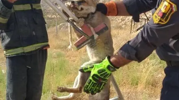 نجات روباه از چاله ای در شیراز