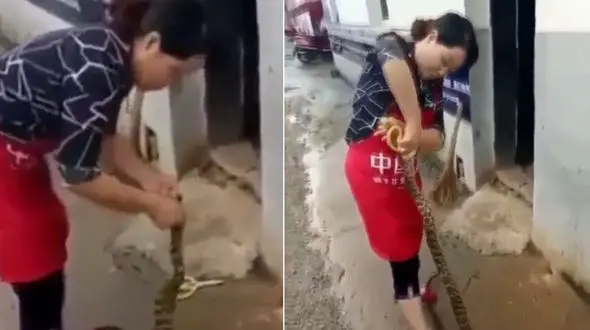 زن جوان پوست مارِ زنده را زنده زنده کند + فیلم