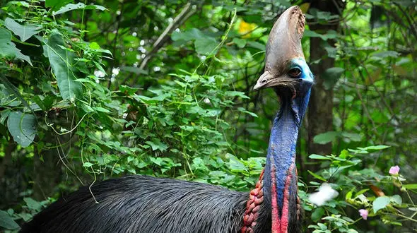 عصبانیت شتر مرغ شاخدار+فیلم